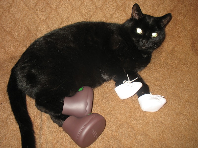 Резиновая рука для кота. Кошка в сапожках. Ботинки для котов. Кот в ботинках. Сапожки для котов.